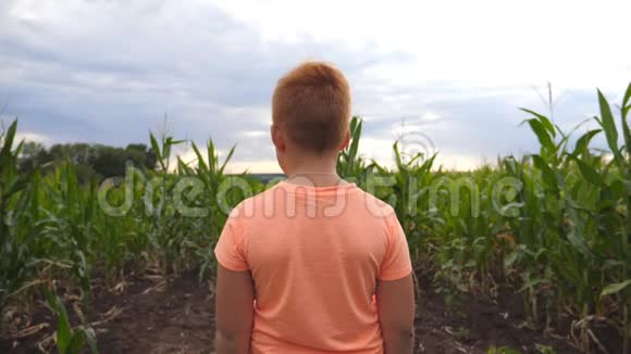 小姜男孩站在玉米田边转身身来微笑着一头红头发的快乐小孩视频的预览图