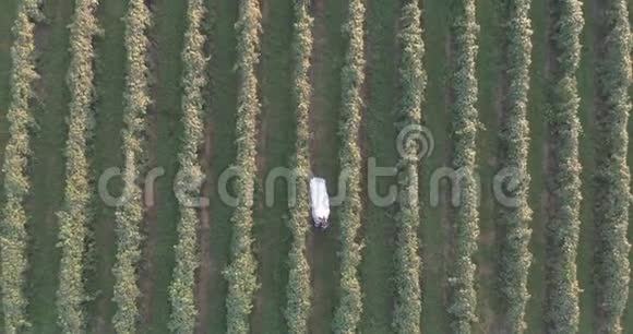 空中景色新娘和新郎穿过葡萄园视频的预览图