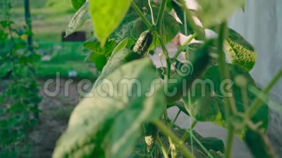小花园里长出新鲜健康的黄瓜视频的预览图