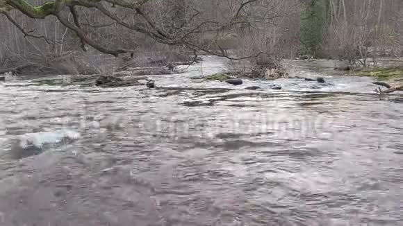 英国乡村景观中的野水急流视频的预览图
