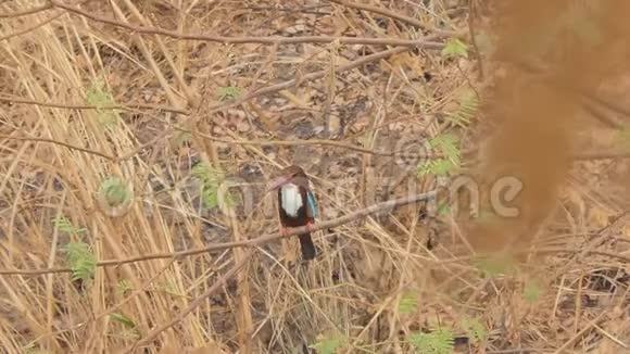 白喉翠鸟在湿地的树枝上视频的预览图