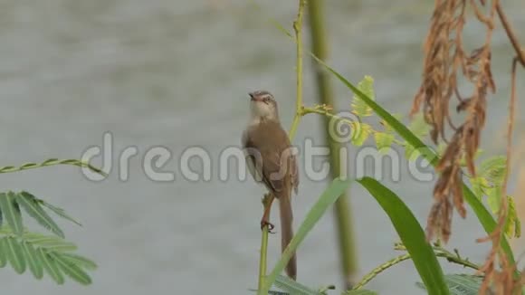 棕胸丛林捕蝇器在湿地分支视频的预览图