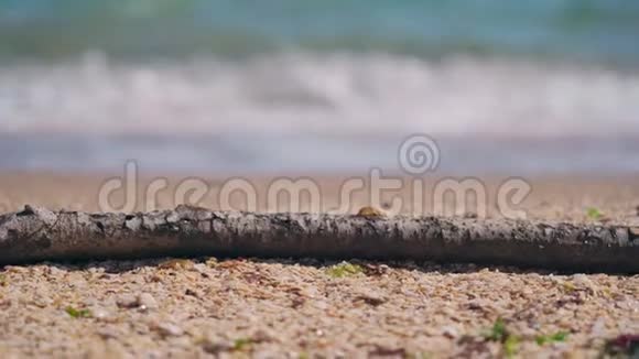 一棵树上的枯枝躺在沙滩上的沙滩特写镜头视频的预览图