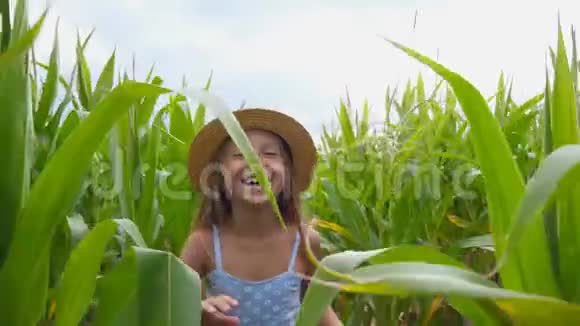 戴着草帽的漂亮小女孩穿过玉米地走向镜头快乐可爱的孩子留着长长的金发视频的预览图