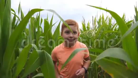 一个可爱的小红发男孩跑过玉米地试图用手触摸相机小快乐视频的预览图