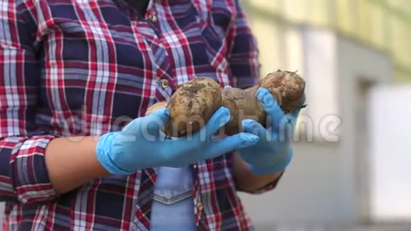 园丁把脏土豆握在一个农民温室里视频的预览图