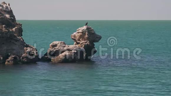 美丽而令人难以置信的岩石看起来像一条带着鸟儿在海里的狗视频的预览图