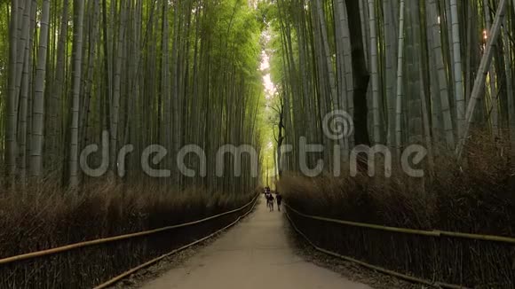 京都竹林放大视频的预览图