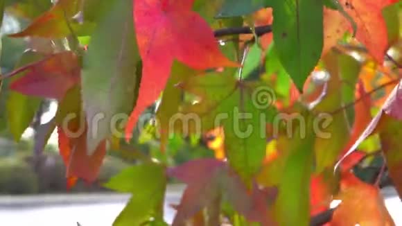 秋天的枫叶带着雨点视频的预览图