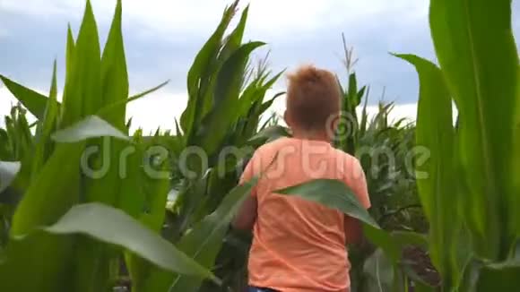 在阴天小红发男孩穿过玉米地小男孩在草地上慢跑视频的预览图