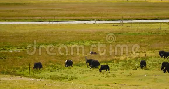 草原上一群牦牛流经西藏草原视频的预览图