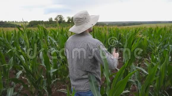 一群年轻的农民站在有机农场的玉米地上举手看玉米的男工视频的预览图