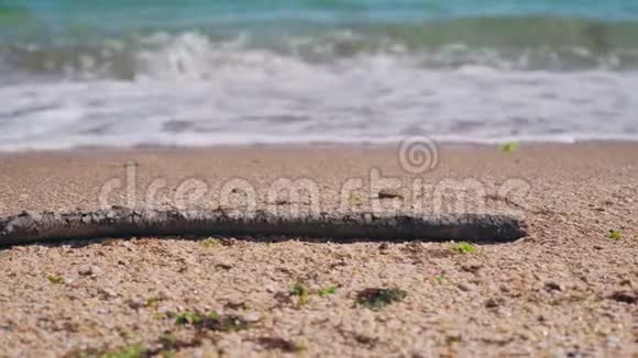 树上的干树枝躺在沙滩上视频的预览图