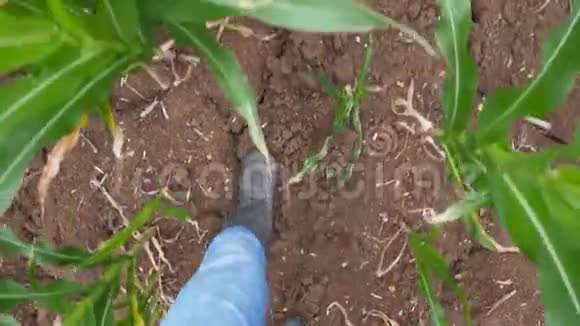从观点来看在有机农场里穿着靴子的雄脚踏着玉米秸秆穿过田野年轻农民的腿视频的预览图