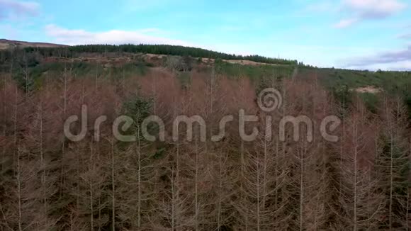 在爱尔兰唐格尔郡的格伦特斯镇附近的垂死森林中飞行视频的预览图