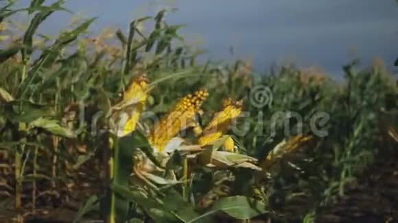 田间玉米带杂草田间风力视频的预览图