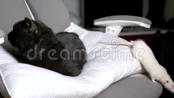 黑猫和白鼠一起坐在房子的一张椅子上视频的预览图
