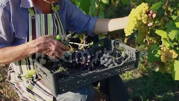 农民在生态农场种植葡萄男人用朊病毒切割绿色喜悦的餐桌葡萄视频的预览图