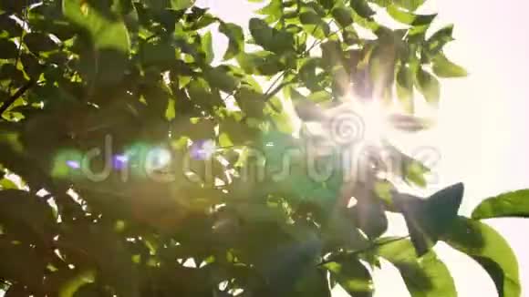 特写镜头在阳光下在风中摇曳着核桃的大绿叶一排排健康的核桃树在农村视频的预览图