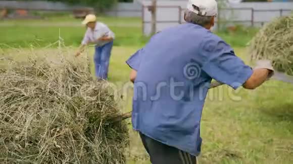 一位老人用草叉把干草扔到拖拉机拖车上为牛收割干草过冬视频的预览图