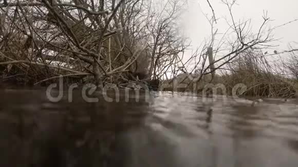 水下泥炭沼泽溪流树根和灌木丛视频的预览图