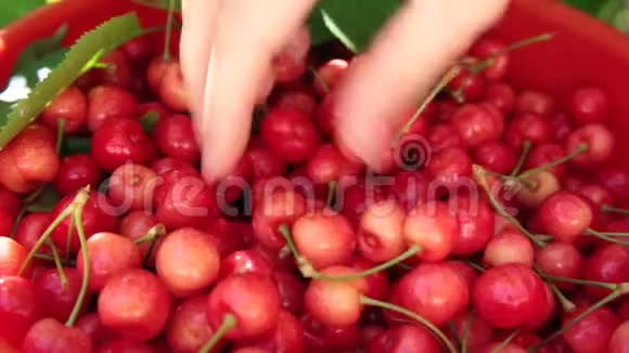 女人她的手在果园里从一个桶里检查成熟的樱桃视频的预览图
