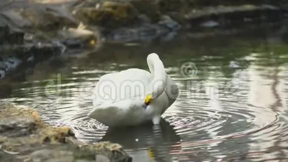 天鹅在池塘里游泳视频的预览图