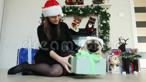 女孩送给穿着圣诞服装戴着圣诞帽新年和圣诞节的滑稽小狗视频的预览图