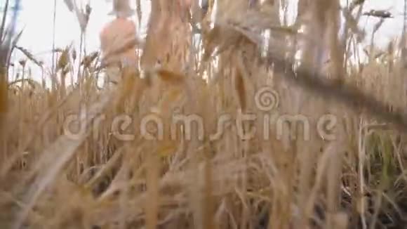 年轻的父母带着孩子互相牵着手在日落时站在大麦草地上两个幸福的家庭视频的预览图