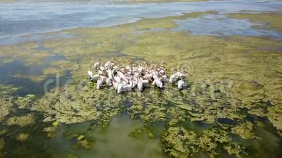 多瑙河三角洲盐湖上一大群白色视频的预览图