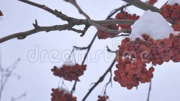 红色明亮的罗文树枝上覆盖着雪视频的预览图
