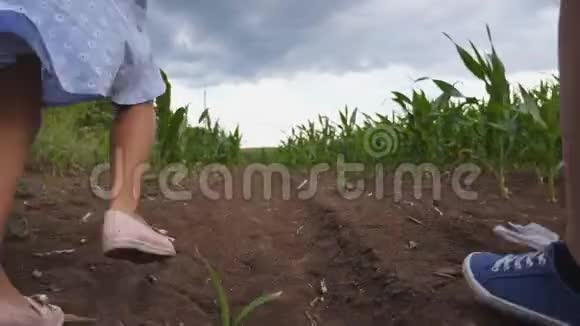 小女孩和男孩互相牵着手在玉米地里奔跑时玩得很开心可爱的儿童慢跑视频的预览图