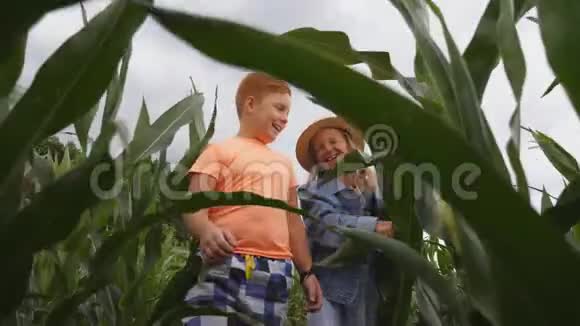 可爱的女孩手里拿着玉米茎在玉米种植园里告诉她的朋友一些事情幼儿视频的预览图