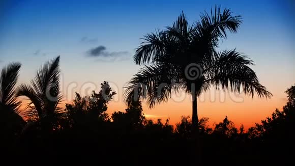 夕阳下的棕榈树银轴视频的预览图