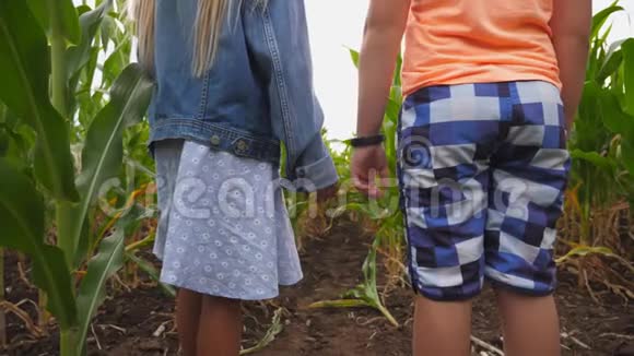 两个小孩站在玉米地上互相牵着手小金发女孩和红发男孩抱着视频的预览图