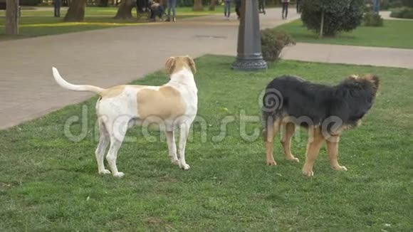 一群流浪狗在城市公园的草坪上春天视频的预览图