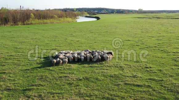 草地上的羊群背景是村庄和河流视频的预览图