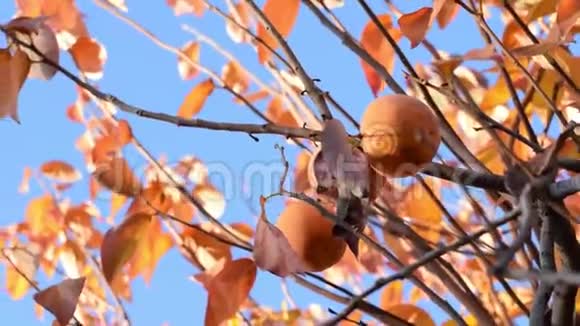 石榴树橙秋视频的预览图