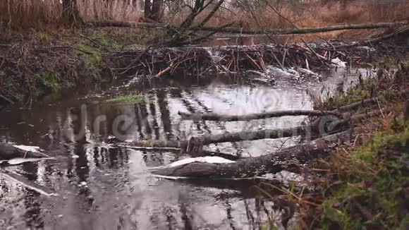 流经河上河狸坝的水视频的预览图
