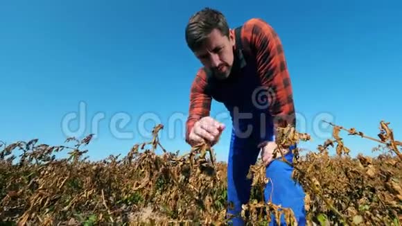 一名农业技术人员正在检查褪色的植物视频的预览图