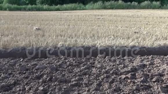 收割后有麦茬的农田和耕地视频的预览图