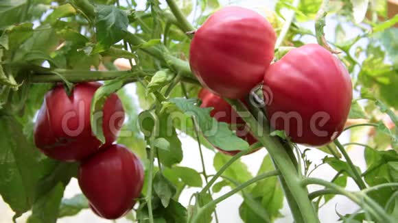女人从有机农场的温室里手工采摘开胃的番茄视频的预览图
