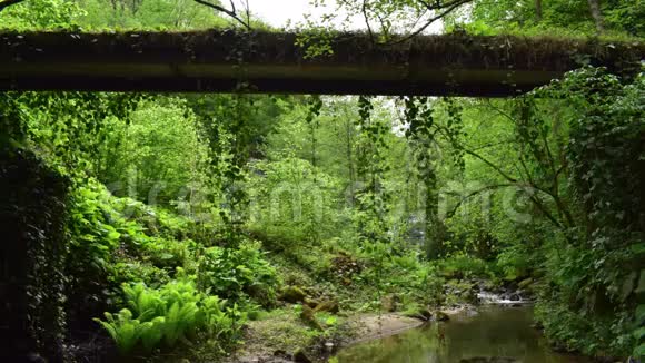 山谷野生森林历史桥水和蝙蝠视频的预览图