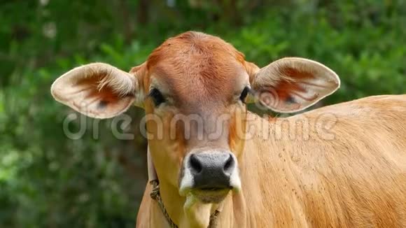泰国奶牛在椰子田吃视频的预览图