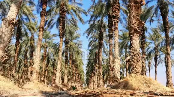 死海地区椰枣林视频的预览图