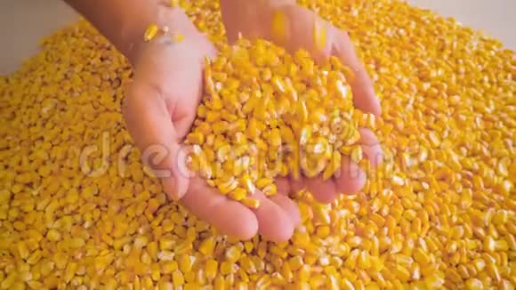 干玉米粒倒在农户手中特写视频的预览图