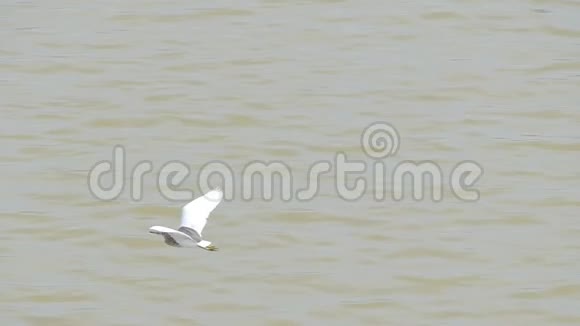 中国池塘鹭鸟在湿地飞翔视频的预览图