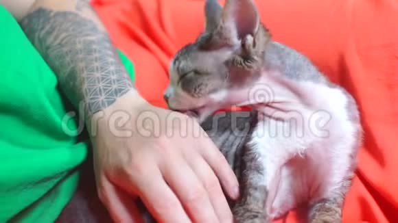 在兽医诊所里友好的猫舔着兽医的手指视频的预览图