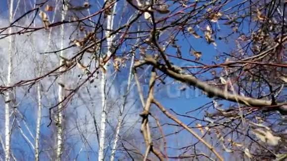 去年的树枝在春天的蓝天的映衬下了叶子视频的预览图