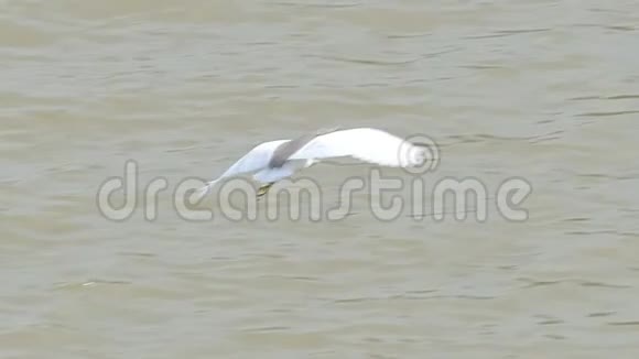 中国池塘鹭鸟在湿地飞翔视频的预览图